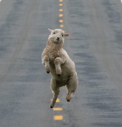 just a cute picture of a happy sheep, really