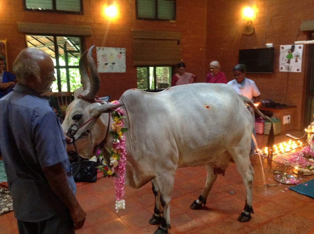 The Perfect Cow Puja